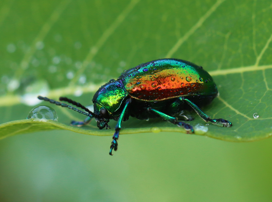 Dogbane Beetle - Chrysochus auratus There were several on this plant.<br />
<br />
Habitat: Meadow<br />
<figure class="photo"><a href="https://www.jungledragon.com/image/152410/dogbane_beetle_-_chrysochus_auratus.html" title="Dogbane Beetle - Chrysochus auratus"><img src="https://s3.amazonaws.com/media.jungledragon.com/images/3232/152410_thumb.jpg?AWSAccessKeyId=05GMT0V3GWVNE7GGM1R2&Expires=1769040010&Signature=AJpavhviC2YT3zAEf1nUhq1Idvg%3D" width="200" height="150" alt="Dogbane Beetle - Chrysochus auratus There were several on this plant.<br />
<br />
Habitat: Meadow<br />
https://www.jungledragon.com/image/152410/dogbane_beetle_-_chrysochus_auratus.html<br />
https://www.jungledragon.com/image/152413/dogbane_beetle_-_chrysochus_auratus.html<br />
https://www.jungledragon.com/image/152412/dogbane_beetle_-_chrysochus_auratus.html<br />
https://www.jungledragon.com/image/152411/dogbane_beetle_-_chrysochus_auratus.html Chrysochus,Chrysochus auratus,Dogbane beetle,Geotagged,Summer,United States,beetle,coleoptera" /></a></figure><br />
<figure class="photo"><a href="https://www.jungledragon.com/image/152413/dogbane_beetle_-_chrysochus_auratus.html" title="Dogbane Beetle - Chrysochus auratus"><img src="https://s3.amazonaws.com/media.jungledragon.com/images/3232/152413_thumb.jpg?AWSAccessKeyId=05GMT0V3GWVNE7GGM1R2&Expires=1769040010&Signature=sH9Iu4LQM0S3nRJxqFYVN7QaIAY%3D" width="118" height="152" alt="Dogbane Beetle - Chrysochus auratus There were several on this plant.<br />
<br />
Habitat: Meadow<br />
https://www.jungledragon.com/image/152410/dogbane_beetle_-_chrysochus_auratus.html<br />
https://www.jungledragon.com/image/152413/dogbane_beetle_-_chrysochus_auratus.html<br />
https://www.jungledragon.com/image/152412/dogbane_beetle_-_chrysochus_auratus.html<br />
https://www.jungledragon.com/image/152411/dogbane_beetle_-_chrysochus_auratus.html Chrysochus auratus,Dogbane beetle,Geotagged,Summer,United States" /></a></figure><br />
<figure class="photo"><a href="https://www.jungledragon.com/image/152412/dogbane_beetle_-_chrysochus_auratus.html" title="Dogbane Beetle - Chrysochus auratus"><img src="https://s3.amazonaws.com/media.jungledragon.com/images/3232/152412_thumb.jpg?AWSAccessKeyId=05GMT0V3GWVNE7GGM1R2&Expires=1769040010&Signature=HHBau9zvfk3XqpmAm3HNv4SDWI4%3D" width="200" height="142" alt="Dogbane Beetle - Chrysochus auratus There were several on this plant.<br />
<br />
Habitat: Meadow<br />
https://www.jungledragon.com/image/152410/dogbane_beetle_-_chrysochus_auratus.html<br />
https://www.jungledragon.com/image/152413/dogbane_beetle_-_chrysochus_auratus.html<br />
https://www.jungledragon.com/image/152412/dogbane_beetle_-_chrysochus_auratus.html<br />
https://www.jungledragon.com/image/152411/dogbane_beetle_-_chrysochus_auratus.html Chrysochus auratus,Dogbane beetle,Geotagged,Summer,United States" /></a></figure><br />
<figure class="photo"><a href="https://www.jungledragon.com/image/152411/dogbane_beetle_-_chrysochus_auratus.html" title="Dogbane Beetle - Chrysochus auratus"><img src="https://s3.amazonaws.com/media.jungledragon.com/images/3232/152411_thumb.jpg?AWSAccessKeyId=05GMT0V3GWVNE7GGM1R2&Expires=1769040010&Signature=LWnDRgWSSHUhmJufDpJ3%2FBWA60U%3D" width="200" height="158" alt="Dogbane Beetle - Chrysochus auratus There were several on this plant.<br />
<br />
Habitat: Meadow<br />
https://www.jungledragon.com/image/152410/dogbane_beetle_-_chrysochus_auratus.html<br />
https://www.jungledragon.com/image/152413/dogbane_beetle_-_chrysochus_auratus.html<br />
https://www.jungledragon.com/image/152412/dogbane_beetle_-_chrysochus_auratus.html<br />
https://www.jungledragon.com/image/152411/dogbane_beetle_-_chrysochus_auratus.html Chrysochus auratus,Dogbane beetle,Geotagged,Summer,United States" /></a></figure> Chrysochus,Chrysochus auratus,Dogbane beetle,Geotagged,Summer,United States,beetle,coleoptera