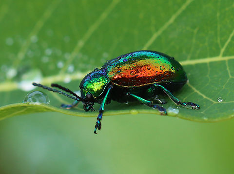 Dogbane Beetle - Chrysochus auratus There were several on this plant.

Habitat: Meadow
https://www.jungledragon.com/image/152410/dogbane_beetle_-_chrysochus_auratus.html
https://www.jungledragon.com/image/152413/dogbane_beetle_-_chrysochus_auratus.html
https://www.jungledragon.com/image/152412/dogbane_beetle_-_chrysochus_auratus.html
https://www.jungledragon.com/image/152411/dogbane_beetle_-_chrysochus_auratus.html Chrysochus,Chrysochus auratus,Dogbane beetle,Geotagged,Summer,United States,beetle,coleoptera