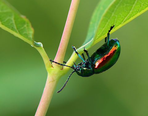 Dogbane Beetle - Chrysochus auratus There were several on this plant.

Habitat: Meadow
https://www.jungledragon.com/image/152410/dogbane_beetle_-_chrysochus_auratus.html
https://www.jungledragon.com/image/152413/dogbane_beetle_-_chrysochus_auratus.html
https://www.jungledragon.com/image/152412/dogbane_beetle_-_chrysochus_auratus.html
https://www.jungledragon.com/image/152411/dogbane_beetle_-_chrysochus_auratus.html Chrysochus auratus,Dogbane beetle,Geotagged,Summer,United States