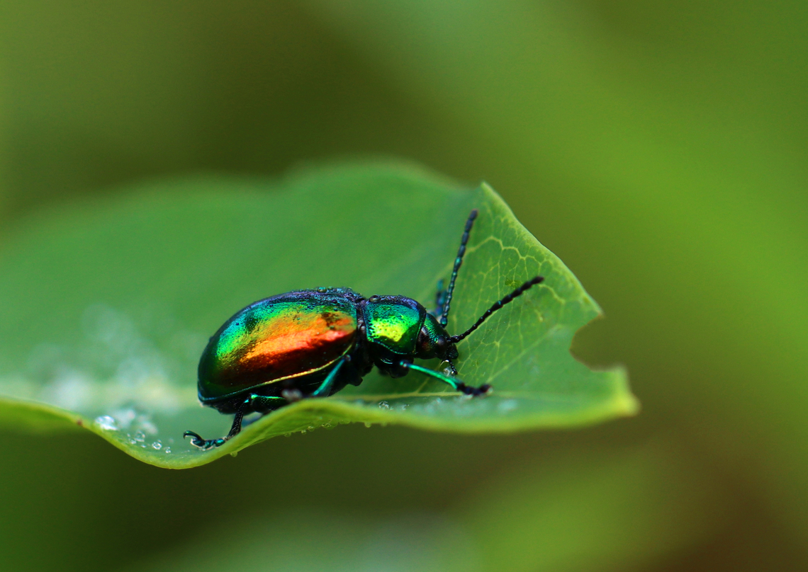 Dogbane Beetle - Chrysochus auratus There were several on this plant.<br />
<br />
Habitat: Meadow<br />
<figure class="photo"><a href="https://www.jungledragon.com/image/152410/dogbane_beetle_-_chrysochus_auratus.html" title="Dogbane Beetle - Chrysochus auratus"><img src="https://s3.amazonaws.com/media.jungledragon.com/images/3232/152410_thumb.jpg?AWSAccessKeyId=05GMT0V3GWVNE7GGM1R2&Expires=1769040010&Signature=AJpavhviC2YT3zAEf1nUhq1Idvg%3D" width="200" height="150" alt="Dogbane Beetle - Chrysochus auratus There were several on this plant.<br />
<br />
Habitat: Meadow<br />
https://www.jungledragon.com/image/152410/dogbane_beetle_-_chrysochus_auratus.html<br />
https://www.jungledragon.com/image/152413/dogbane_beetle_-_chrysochus_auratus.html<br />
https://www.jungledragon.com/image/152412/dogbane_beetle_-_chrysochus_auratus.html<br />
https://www.jungledragon.com/image/152411/dogbane_beetle_-_chrysochus_auratus.html Chrysochus,Chrysochus auratus,Dogbane beetle,Geotagged,Summer,United States,beetle,coleoptera" /></a></figure><br />
<figure class="photo"><a href="https://www.jungledragon.com/image/152413/dogbane_beetle_-_chrysochus_auratus.html" title="Dogbane Beetle - Chrysochus auratus"><img src="https://s3.amazonaws.com/media.jungledragon.com/images/3232/152413_thumb.jpg?AWSAccessKeyId=05GMT0V3GWVNE7GGM1R2&Expires=1769040010&Signature=sH9Iu4LQM0S3nRJxqFYVN7QaIAY%3D" width="118" height="152" alt="Dogbane Beetle - Chrysochus auratus There were several on this plant.<br />
<br />
Habitat: Meadow<br />
https://www.jungledragon.com/image/152410/dogbane_beetle_-_chrysochus_auratus.html<br />
https://www.jungledragon.com/image/152413/dogbane_beetle_-_chrysochus_auratus.html<br />
https://www.jungledragon.com/image/152412/dogbane_beetle_-_chrysochus_auratus.html<br />
https://www.jungledragon.com/image/152411/dogbane_beetle_-_chrysochus_auratus.html Chrysochus auratus,Dogbane beetle,Geotagged,Summer,United States" /></a></figure><br />
<figure class="photo"><a href="https://www.jungledragon.com/image/152412/dogbane_beetle_-_chrysochus_auratus.html" title="Dogbane Beetle - Chrysochus auratus"><img src="https://s3.amazonaws.com/media.jungledragon.com/images/3232/152412_thumb.jpg?AWSAccessKeyId=05GMT0V3GWVNE7GGM1R2&Expires=1769040010&Signature=HHBau9zvfk3XqpmAm3HNv4SDWI4%3D" width="200" height="142" alt="Dogbane Beetle - Chrysochus auratus There were several on this plant.<br />
<br />
Habitat: Meadow<br />
https://www.jungledragon.com/image/152410/dogbane_beetle_-_chrysochus_auratus.html<br />
https://www.jungledragon.com/image/152413/dogbane_beetle_-_chrysochus_auratus.html<br />
https://www.jungledragon.com/image/152412/dogbane_beetle_-_chrysochus_auratus.html<br />
https://www.jungledragon.com/image/152411/dogbane_beetle_-_chrysochus_auratus.html Chrysochus auratus,Dogbane beetle,Geotagged,Summer,United States" /></a></figure><br />
<figure class="photo"><a href="https://www.jungledragon.com/image/152411/dogbane_beetle_-_chrysochus_auratus.html" title="Dogbane Beetle - Chrysochus auratus"><img src="https://s3.amazonaws.com/media.jungledragon.com/images/3232/152411_thumb.jpg?AWSAccessKeyId=05GMT0V3GWVNE7GGM1R2&Expires=1769040010&Signature=LWnDRgWSSHUhmJufDpJ3%2FBWA60U%3D" width="200" height="158" alt="Dogbane Beetle - Chrysochus auratus There were several on this plant.<br />
<br />
Habitat: Meadow<br />
https://www.jungledragon.com/image/152410/dogbane_beetle_-_chrysochus_auratus.html<br />
https://www.jungledragon.com/image/152413/dogbane_beetle_-_chrysochus_auratus.html<br />
https://www.jungledragon.com/image/152412/dogbane_beetle_-_chrysochus_auratus.html<br />
https://www.jungledragon.com/image/152411/dogbane_beetle_-_chrysochus_auratus.html Chrysochus auratus,Dogbane beetle,Geotagged,Summer,United States" /></a></figure> Chrysochus auratus,Dogbane beetle,Geotagged,Summer,United States