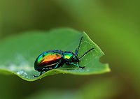Dogbane Beetle - Chrysochus auratus There were several on this plant.<br />
<br />
Habitat: Meadow<br />
https://www.jungledragon.com/image/152410/dogbane_beetle_-_chrysochus_auratus.html<br />
https://www.jungledragon.com/image/152413/dogbane_beetle_-_chrysochus_auratus.html<br />
https://www.jungledragon.com/image/152412/dogbane_beetle_-_chrysochus_auratus.html<br />
https://www.jungledragon.com/image/152411/dogbane_beetle_-_chrysochus_auratus.html Chrysochus auratus,Dogbane beetle,Geotagged,Summer,United States