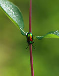 Dogbane Beetle - Chrysochus auratus There were several on this plant.<br />
<br />
Habitat: Meadow<br />
https://www.jungledragon.com/image/152410/dogbane_beetle_-_chrysochus_auratus.html<br />
https://www.jungledragon.com/image/152413/dogbane_beetle_-_chrysochus_auratus.html<br />
https://www.jungledragon.com/image/152412/dogbane_beetle_-_chrysochus_auratus.html<br />
https://www.jungledragon.com/image/152411/dogbane_beetle_-_chrysochus_auratus.html Chrysochus auratus,Dogbane beetle,Geotagged,Summer,United States