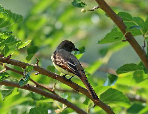 Great Crested Flycatcher - Myiarchus crinitus Unfortunately, it was so gloomy out that the lighting was fairly awful and the bird didn't stick around for many photos.

Habitat: Resting in vegetation beside a pond; deciduous forest Geotagged,Great Crested Flycatcher,Myiarchus,Myiarchus crinitus,Summer,United States,bird,flycatcher