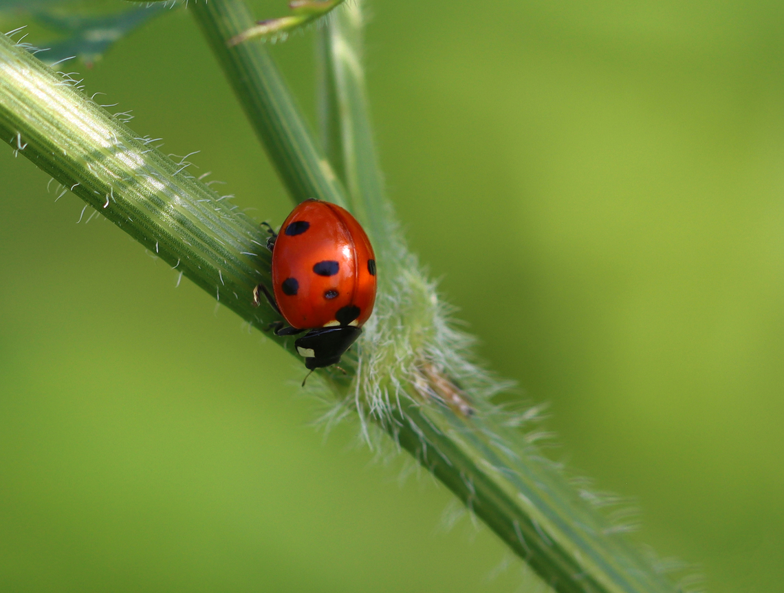 Seven-spotted Lady Beetle - Coccinella septempunctata Habitat: Meadow Coccinella,Coccinella septempunctata,Geotagged,Seven-spotted Lady Beetle,Summer,United States,beetle,coleoptera,lady beetle