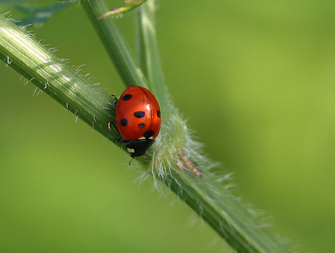 Seven-spotted Lady Beetle - Coccinella septempunctata Habitat: Meadow Coccinella,Coccinella septempunctata,Geotagged,Seven-spotted Lady Beetle,Summer,United States,beetle,coleoptera,lady beetle