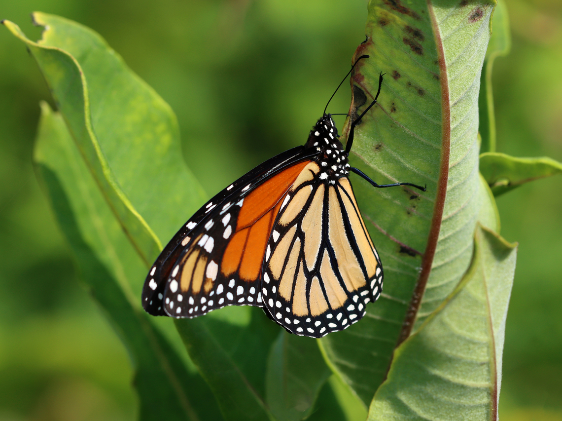 Monarch - Danaus plexippus Habitat: Fluttering around on milkweed in a meadow; It looked like she was trying to find a good spot to lay an egg. Danaus,Danaus plexippus,Geotagged,Monarch butterfly,Summer,United States,butterfly,monarch