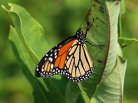 Monarch - Danaus plexippus Habitat: Fluttering around on milkweed in a meadow; It looked like she was trying to find a good spot to lay an egg. Danaus,Danaus plexippus,Geotagged,Monarch butterfly,Summer,United States,butterfly,monarch
