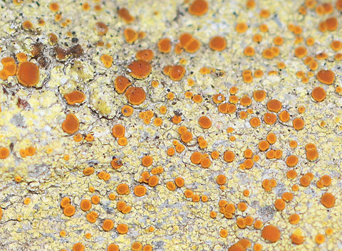 Lichen - Family Teloschistaceae Athallia holocarpa or Caloplaca sp.?

Substrate: Growing on a rock wall Geotagged,Lecanoromycetes,Spring,Teloschistaceae,United States,lichen