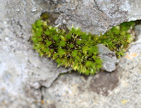 Moss - Class Bryopsida Habitat: Growing out of a crack in a rock wall; mixed forest Bryophyta,Bryopsida,Geotagged,Spring,United States,moss