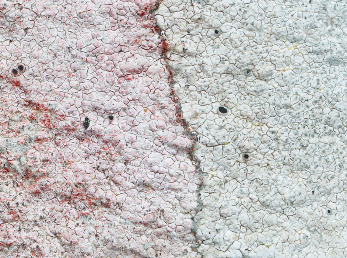Lichen - Lecanoromycetes I think they are the same species, but the one on the left has something growing(?) on it to make it reddish.<br />
<br />
Substrate: Rock wall Geotagged,Lecanoromycetes,Spring,United States,lichen