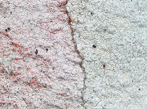 Lichen - Lecanoromycetes I think they are the same species, but the one on the left has something growing(?) on it to make it reddish.

Substrate: Rock wall Geotagged,Lecanoromycetes,Spring,United States,lichen
