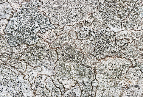 Lichens - Family Megasporaceae Substrate: Rock wall Geotagged,Megasporaceae,Spring,United States,lichen