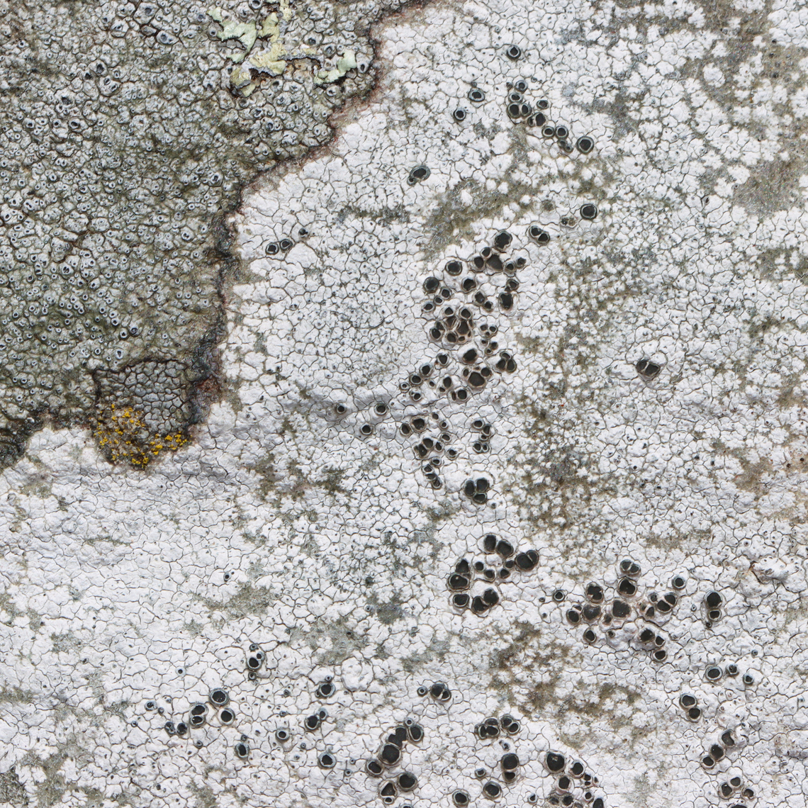 Lichen - Lecanoromycetes Pale gray thallus with black apothecia.<br />
<br />
Substrate: Rock wall Geotagged,Lecanoromycetes,Spring,United States,lichen