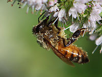 Honey Bee - Apis mellifera It was covered in white pollen.<br />
<br />
Habitat: Garden<br />
https://www.jungledragon.com/image/152569/honey_bee_-_apis_mellifera.html<br />
https://www.jungledragon.com/image/152568/honey_bee_-_apis_mellifera.html<br />
https://www.jungledragon.com/image/152567/honey_bee_-_apis_mellifera.html Apis mellifera,Geotagged,Summer,United States,Western honey bee