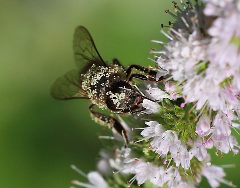 Honey Bee - Apis mellifera It was covered in white pollen.

Habitat: Garden
https://www.jungledragon.com/image/152569/honey_bee_-_apis_mellifera.html
https://www.jungledragon.com/image/152568/honey_bee_-_apis_mellifera.html
https://www.jungledragon.com/image/152567/honey_bee_-_apis_mellifera.html Apis mellifera,Geotagged,Summer,United States,Western honey bee