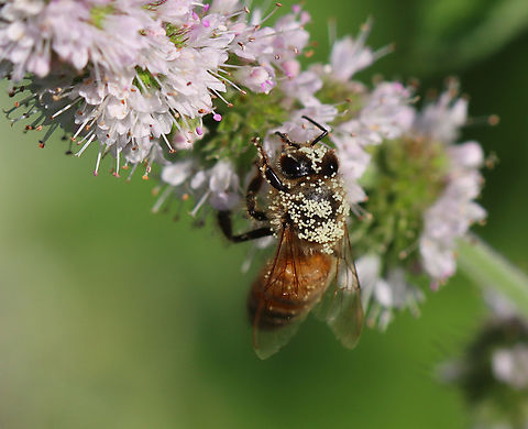 Honey Bee - Apis mellifera It was covered in white pollen.

Habitat: Garden
https://www.jungledragon.com/image/152569/honey_bee_-_apis_mellifera.html
https://www.jungledragon.com/image/152568/honey_bee_-_apis_mellifera.html
https://www.jungledragon.com/image/152567/honey_bee_-_apis_mellifera.html Apis mellifera,Geotagged,Summer,United States,Western honey bee,apis,bee,honey bee,pollinator