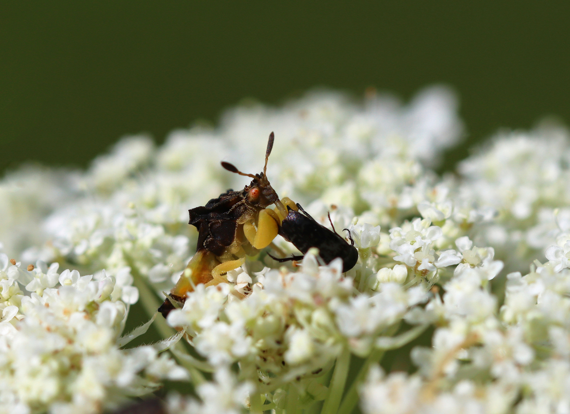 Jagged Ambush Bug - Phymata sp., probably Phymata fasciata It was enjoying a butt smoothie for breakfast.<br />
<br />
Habitat: Sucking the juices out of the rear end of a beetle; garden Geotagged,Phymata,Phymata fasciata,Summer,United States,ambush bug,bug,jagged ambush big