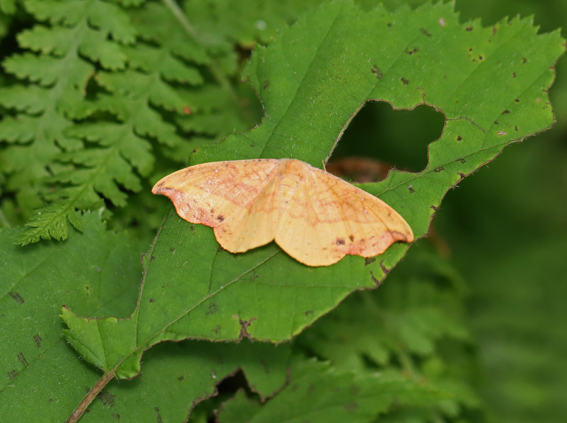 Rose Hooktip Moth - Oreta rosea This moth was so pretty! It's the first time I've seen this species and it flew off before I could get a better shot. <br />
<br />
Habitat: Deciduous forest Drepanidae,Geotagged,Oreta rosea,Rose Hooktip Moth,Summer,United States,hooktip,moth,oreta