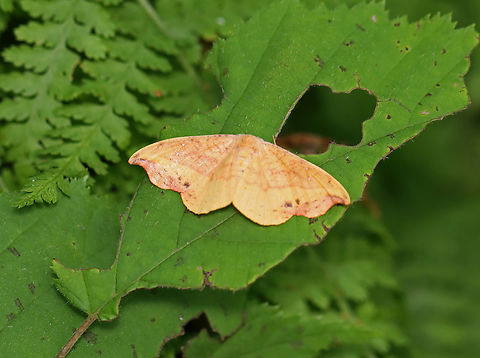 Rose Hooktip Moth - Oreta rosea This moth was so pretty! It's the first time I've seen this species and it flew off before I could get a better shot. 

Habitat: Deciduous forest Drepanidae,Geotagged,Oreta rosea,Rose Hooktip Moth,Summer,United States,hooktip,moth,oreta
