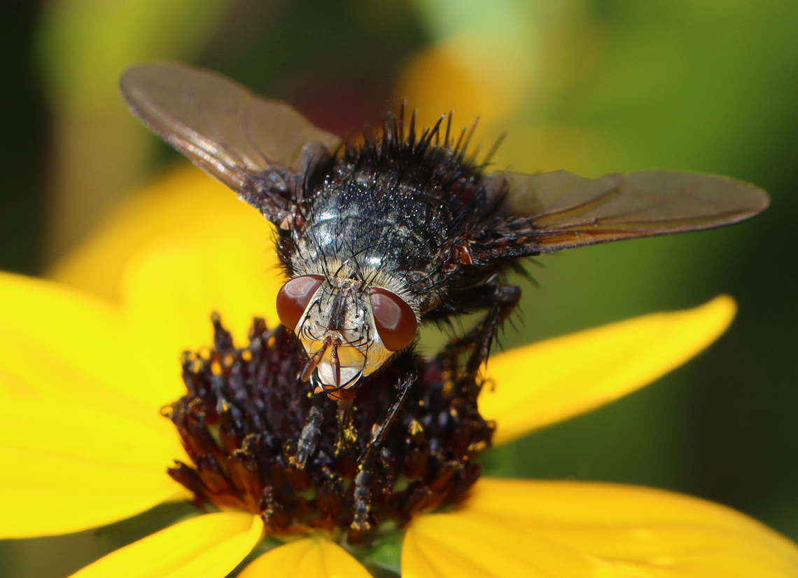 Bristle Fly - Juriniopsis adusta It had a lovely, red rear.<br />
<br />
Habitat: Garden<br />
<figure class="photo"><a href="https://www.jungledragon.com/image/152622/bristle_fly_-_juriniopsis_adusta.html" title="Bristle Fly - Juriniopsis adusta"><img src="https://s3.amazonaws.com/media.jungledragon.com/images/3232/152622_thumb.jpg?AWSAccessKeyId=05GMT0V3GWVNE7GGM1R2&Expires=1769040010&Signature=9RkXxH2WFEpOqmMwdmqMLdxbGU4%3D" width="200" height="164" alt="Bristle Fly - Juriniopsis adusta It had a lovely, red rear.<br />
<br />
Habitat: Garden<br />
https://www.jungledragon.com/image/152617/bristle_fly_-_juriniopsis_adusta.html Geotagged,Juriniopsis adusta,Summer,United States" /></a></figure> Geotagged,Juriniopsis,Juriniopsis adusta,Summer,United States,diptera,fly,tachinidae