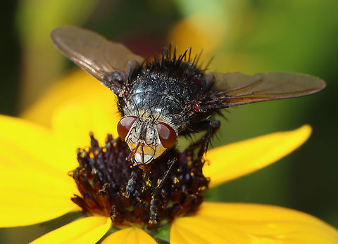 Bristle Fly - Juriniopsis adusta It had a lovely, red rear.

Habitat: Garden
https://www.jungledragon.com/image/152622/bristle_fly_-_juriniopsis_adusta.html Geotagged,Juriniopsis,Juriniopsis adusta,Summer,United States,diptera,fly,tachinidae