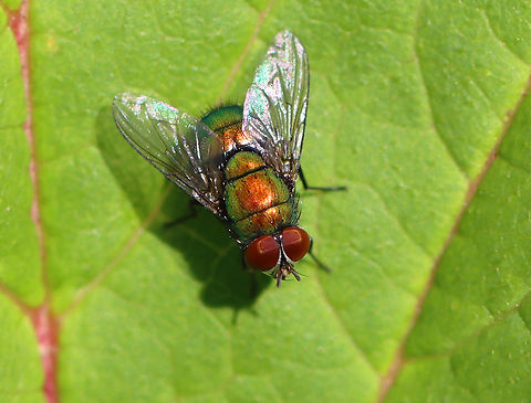 Bottle Fly - Lucilia sp. Habitat: Garden Geotagged,Lucilia,Summer,United States,bottle fly,calliphoridae,diptera,fly
