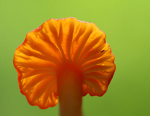 Waxcap (and friend) - Hygrocybe sp. Maybe Hygrocybe reidii or Hygrocybe flavescens or neither. With bonus springtail photobomber.

Habitat: Growing on the ground near tree roots; deciduous forest
https://www.jungledragon.com/image/152619/waxcap_-_hygrocybe_sp.html
https://www.jungledragon.com/image/152621/waxcap_-_hygrocybe_sp.html
https://www.jungledragon.com/image/152620/waxcap_-_hygrocybe_sp.html
 Geotagged,Summer,United States
