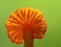 Waxcap (and friend) - Hygrocybe sp. Maybe Hygrocybe reidii or Hygrocybe flavescens or neither. With bonus springtail photobomber.<br />
<br />
Habitat: Growing on the ground near tree roots; deciduous forest<br />
https://www.jungledragon.com/image/152619/waxcap_-_hygrocybe_sp.html<br />
https://www.jungledragon.com/image/152621/waxcap_-_hygrocybe_sp.html<br />
https://www.jungledragon.com/image/152620/waxcap_-_hygrocybe_sp.html<br />
 Geotagged,Summer,United States