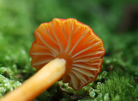 Waxcap - Hygrocybe sp. Maybe Hygrocybe reidii or Hygrocybe flavescens or neither.

Habitat: Growing on the ground near tree roots; deciduous forest
https://www.jungledragon.com/image/152619/waxcap_-_hygrocybe_sp.html
https://www.jungledragon.com/image/152621/waxcap_-_hygrocybe_sp.html
https://www.jungledragon.com/image/152620/waxcap_-_hygrocybe_sp.html
 Geotagged,Summer,United States,fungi,fungus,hygrocybe,mushroom
