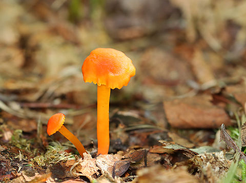 Waxcap - Hygrocybe sp. Maybe Hygrocybe reidii or Hygrocybe flavescens or neither.

Habitat: Growing on the ground near tree roots; deciduous forest
https://www.jungledragon.com/image/152619/waxcap_-_hygrocybe_sp.html
https://www.jungledragon.com/image/152621/waxcap_-_hygrocybe_sp.html
https://www.jungledragon.com/image/152620/waxcap_-_hygrocybe_sp.html
 Geotagged,Summer,United States