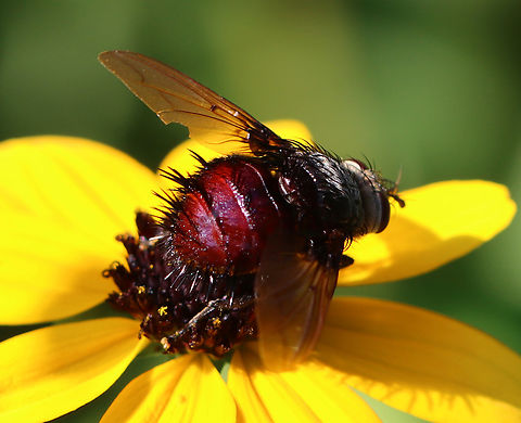 Bristle Fly - Juriniopsis adusta It had a lovely, red rear.

Habitat: Garden
https://www.jungledragon.com/image/152617/bristle_fly_-_juriniopsis_adusta.html Geotagged,Juriniopsis adusta,Summer,United States