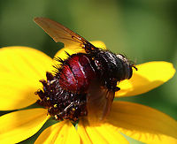Bristle Fly - Juriniopsis adusta It had a lovely, red rear.<br />
<br />
Habitat: Garden<br />
https://www.jungledragon.com/image/152617/bristle_fly_-_juriniopsis_adusta.html Geotagged,Juriniopsis adusta,Summer,United States