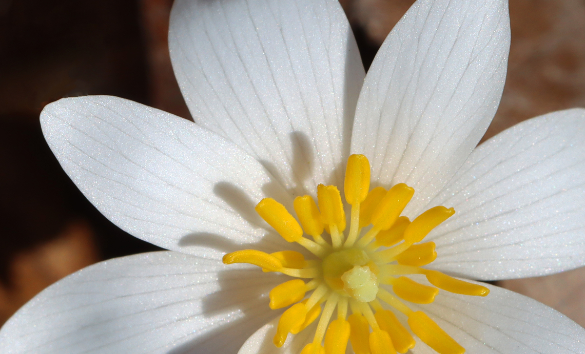 Bloodroot - Sanguinaria canadensis Habitat: Deciduous forest<br />
<figure class="photo"><a href="https://www.jungledragon.com/image/152669/bloodroot_-_sanguinaria_canadensis.html" title="Bloodroot - Sanguinaria canadensis"><img src="https://s3.amazonaws.com/media.jungledragon.com/images/3232/152669_thumb.jpg?AWSAccessKeyId=05GMT0V3GWVNE7GGM1R2&Expires=1759968010&Signature=8Ad9HVWAVFq8O93w0iei2mlS1Z0%3D" width="122" height="152" alt="Bloodroot - Sanguinaria canadensis Habitat: Deciduous forest<br />
https://www.jungledragon.com/image/152668/bloodroot_-_sanguinaria_canadensis.html Bloodroot,Geotagged,Sanguinaria canadensis,Spring,United States" /></a></figure> Bloodroot,Geotagged,Sanguinaria,Sanguinaria canadensis,Spring,United States