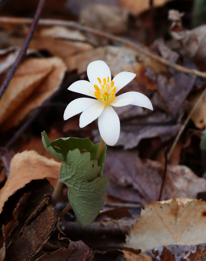 Bloodroot - Sanguinaria canadensis Habitat: Deciduous forest<br />
<figure class="photo"><a href="https://www.jungledragon.com/image/152668/bloodroot_-_sanguinaria_canadensis.html" title="Bloodroot - Sanguinaria canadensis"><img src="https://s3.amazonaws.com/media.jungledragon.com/images/3232/152668_thumb.jpg?AWSAccessKeyId=05GMT0V3GWVNE7GGM1R2&Expires=1769040010&Signature=sIaRSl4C1CUQ4MwLZQteMgPlsIw%3D" width="200" height="122" alt="Bloodroot - Sanguinaria canadensis Habitat: Deciduous forest<br />
https://www.jungledragon.com/image/152669/bloodroot_-_sanguinaria_canadensis.html Bloodroot,Geotagged,Sanguinaria,Sanguinaria canadensis,Spring,United States" /></a></figure> Bloodroot,Geotagged,Sanguinaria canadensis,Spring,United States
