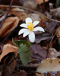 Bloodroot - Sanguinaria canadensis Habitat: Deciduous forest<br />
https://www.jungledragon.com/image/152668/bloodroot_-_sanguinaria_canadensis.html Bloodroot,Geotagged,Sanguinaria canadensis,Spring,United States