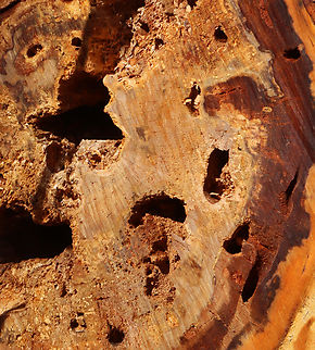 Carpenter Ant (Camponotus sp.) Sign Carpenter ant tunnels shown at the end of a cut log

Habitat: Mixed forest edge Camponotus,Geotagged,Spring,United States,ant,carpenter ant,signs of wildlife