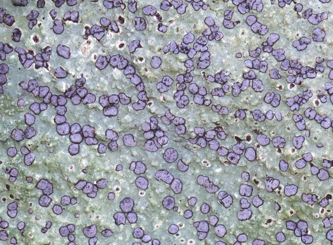 Smoky-eye Boulder Lichen - Porpidia albocaerulescens This is such a common lichen, but I love it.<br />
<br />
Habitat: Rocks; mixed forest Geotagged,Porpidia,Porpidia albocaerulescens,Smokey-eyed Boulder Lichen,Spring,United States,lichen