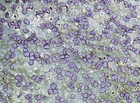 Smoky-eye Boulder Lichen - Porpidia albocaerulescens This is such a common lichen, but I love it.

Habitat: Rocks; mixed forest Geotagged,Porpidia,Porpidia albocaerulescens,Smokey-eyed Boulder Lichen,Spring,United States,lichen