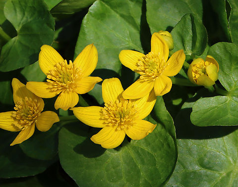 Marsh Marigold - Caltha palustris Habitat: Growing in a swamp; mixed forest Caltha,Caltha palustris,Geotagged,Marsh Marigold,Spring,United States