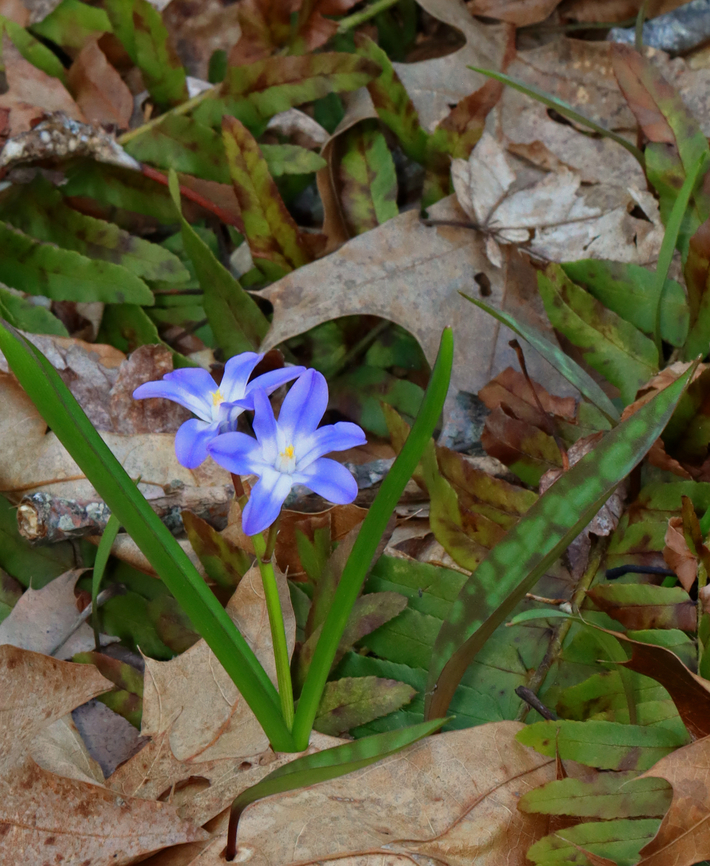 Squill - Scilla sp., maybe Scilla luciliae Habitat: Deciduous forest Geotagged,Spring,United States,scilla,squill