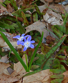 Squill - Scilla sp., maybe Scilla luciliae Habitat: Deciduous forest Geotagged,Spring,United States,scilla,squill