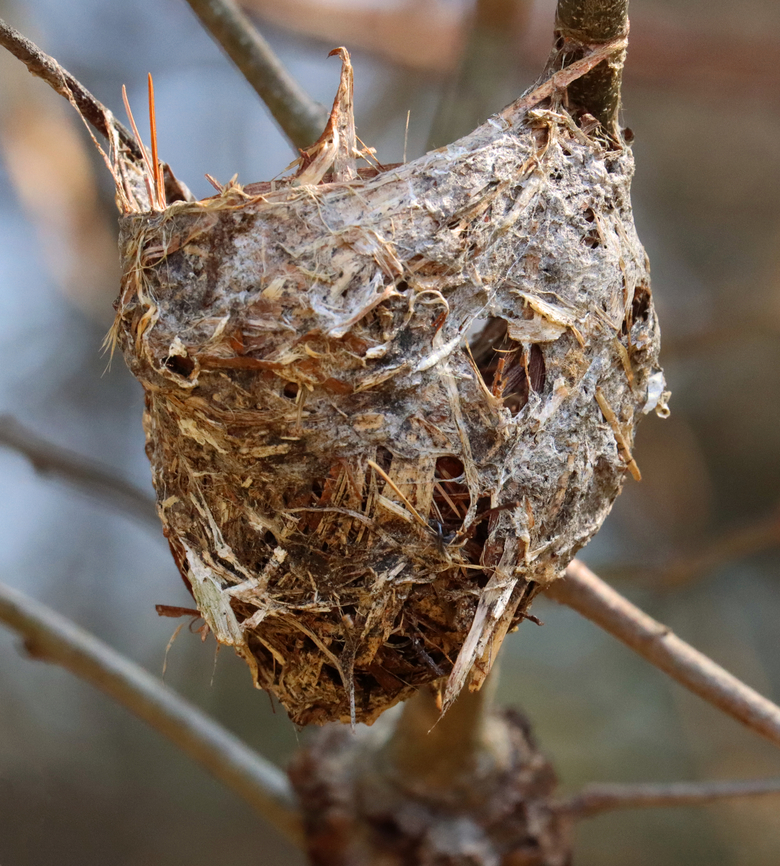 Bird's Nest Maybe a vireo&#039;s nest based on the similarity to the one seen here:<br />
<figure class="photo"><a href="https://www.jungledragon.com/image/79981/nesting_vireo.html" title="Nesting Vireo"><img src="https://s3.amazonaws.com/media.jungledragon.com/images/3232/79981_thumb.jpg?AWSAccessKeyId=05GMT0V3GWVNE7GGM1R2&Expires=1759968010&Signature=%2FapA%2FWlNYrewbmEVt0LuRImRwLw%3D" width="200" height="158" alt="Nesting Vireo This awesome nest was suspended from a branch that was about 4-5 feet above the ground. It was around 8 cm wide and was made of grass, paper wasp nest, silk, leaves, and I&#039;m not sure what else. There were 4 white eggs that had black speckles in the nest. <br />
<br />
Habitat: Deciduous forest<br />
https://www.jungledragon.com/image/79983/vireo_nest.html<br />
https://www.jungledragon.com/image/79982/vireo_sp._eggs.html<br />
<br />
Update 6/22/19: The chicks have hatched:<br />
https://www.jungledragon.com/image/80859/vireo_chick_-_vireo_sp.html Geotagged,Spring,United States,bird,eggs,nest,vireo" /></a></figure><br />
<br />
Habitat: Meadow edge Geotagged,Spring,United States,bird's nest,nest,signs of wildlife