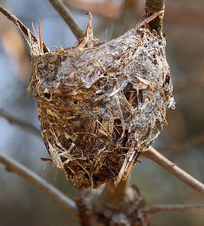 Bird's Nest Maybe a vireo's nest based on the similarity to the one seen here:
https://www.jungledragon.com/image/79981/nesting_vireo.html

Habitat: Meadow edge Geotagged,Spring,United States,bird's nest,nest,signs of wildlife