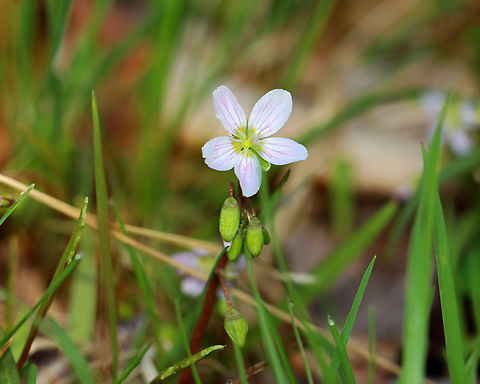 Spring Beauty - Claytonia virginica Habitat: Swamp edge; mixed forest Claytonia,Claytonia virginica,Geotagged,Spring,United States,Virginia Spring Beauty,spring beauty