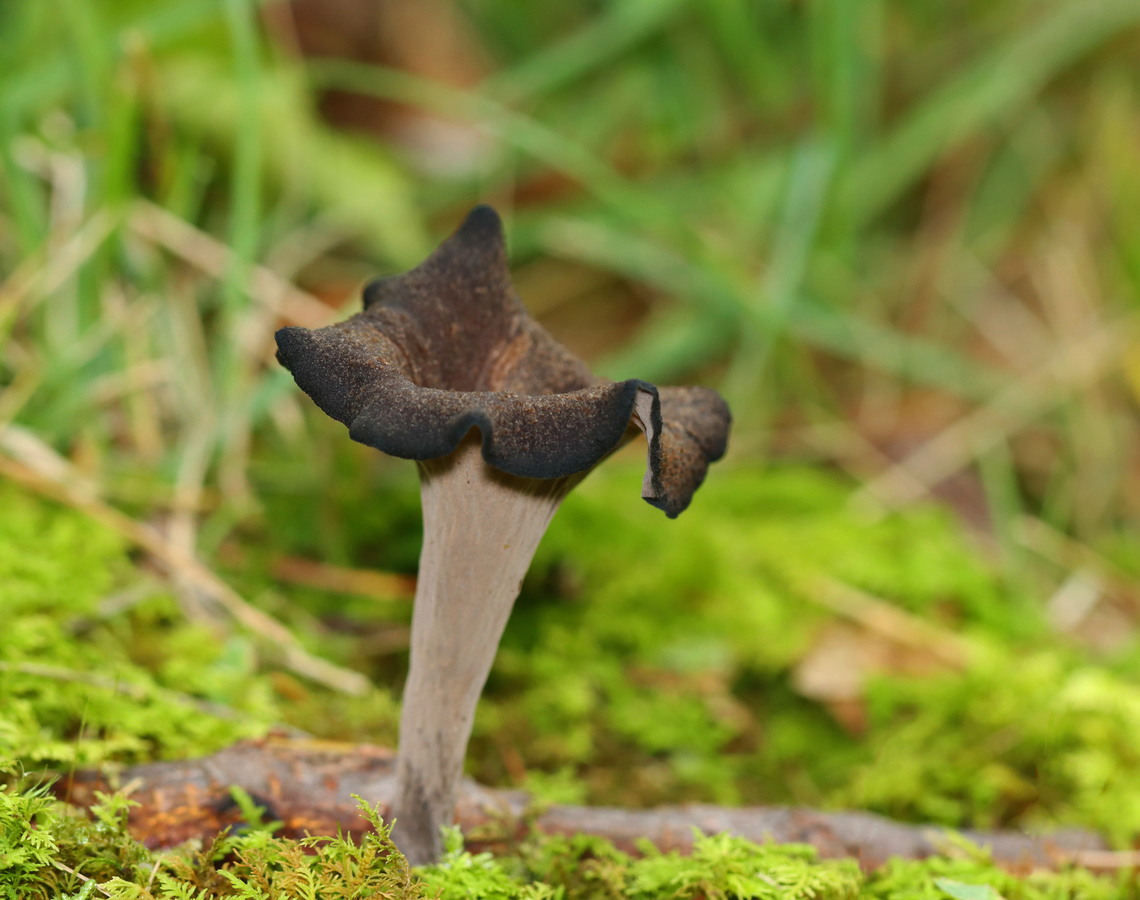 Black Trumpets - Craterellus fallax Habitat: Growing near tree roots; deciduous forest Black Trumpets,Craterellus,Craterellus fallax,Geotagged,Summer,United States,fungi,fungus,trumpet