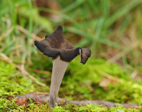 Black Trumpets - Craterellus fallax Habitat: Growing near tree roots; deciduous forest Black Trumpets,Craterellus,Craterellus fallax,Geotagged,Summer,United States,fungi,fungus,trumpet