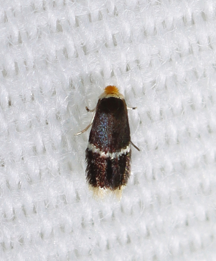 Moth - Stigmella sp. Habitat: Attracted to a 395 nm LED light in a semi-rural area<br />
<br />
2023(23) Geotagged,Nepticulidae,Stigmella,Summer,United States,moth