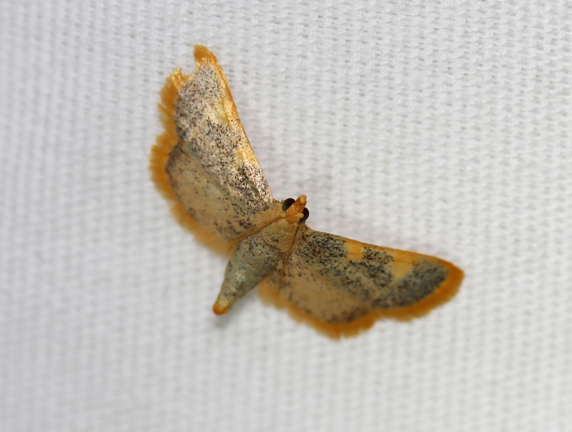 Gold Triangle - Hypsopygia costalis Habitat: Attracted to a 395 nm LED light; semi-rural area<br />
<br />
2023(d) Clover Hayworm Moth,Geotagged,Hypsopygia,Hypsopygia costalis,Pyralidae,Summer,United States,gold triangle,moth