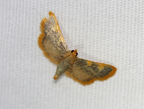 Gold Triangle - Hypsopygia costalis Habitat: Attracted to a 395 nm LED light; semi-rural area

2023(d) Clover Hayworm Moth,Geotagged,Hypsopygia,Hypsopygia costalis,Pyralidae,Summer,United States,gold triangle,moth