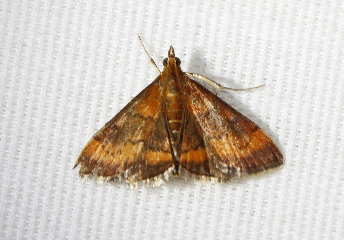 Variable Reddish Pyrausta Moth - Pyrausta rubricalis Habitat: Attracted to a 395 nm LED light in a semi-rural area<br />
<br />
2023(24) Crambidae,Geotagged,Pyrausta rubricalis,Summer,United States,Variable Reddish Pyrausta Moth,moth,pyrausta